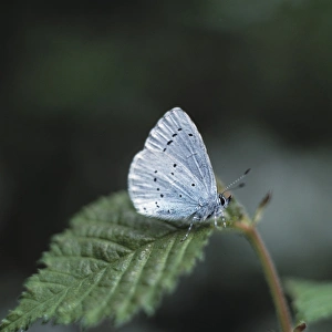 Celastrina argiolus, holly blue butterfly Celastrina argiolus, holly blue butterfly
