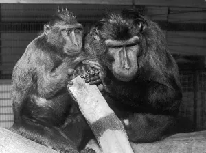 Facial Gallery: Celebes Black Apes