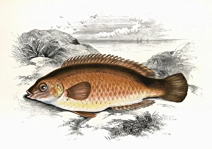 Centrolabrus exoletus, or Rock Cook Wrasse Centrolabrus exoletus, or Rock Cook Wrasse