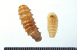 Cephalopina titillator, camel nasal botfly larvae Cephalopina titillator, camel nasal botfly larvae