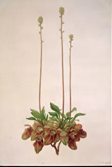 Angiospermae Gallery: Cephalotus follicularis, Australian pitcher plant