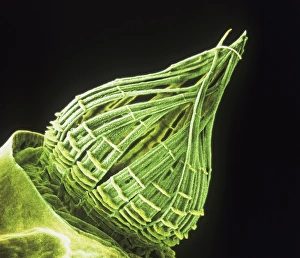 Ceratodon purpureus, ceratodon moss spore capsule Ceratodon purpureus, ceratodon moss spore capsule