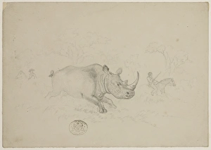 Ceratotherium simum, white rhinoceros Ceratotherium simum, white rhinoceros