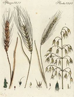 Cereal grains Cereal grains