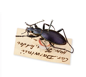 <b class=qtipBold><figcaption>Ceroglossus Beetle</figcaption></b><br>One of the specimens collected from the Andes of Chile by Charles Darwin during his five year voyage on the HMS Beagle (1831 - 1836). Date:<br><em>© Mary Evans / Natural History Museum</em> Ceroglossus Beetle
