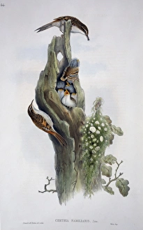 Certhia familiaris, Eurasian treecreeper Certhia familiaris, Eurasian treecreeper