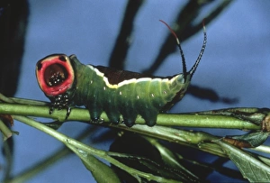 Cerura vinula, puss moth caterpillar Cerura vinula, puss moth caterpillar