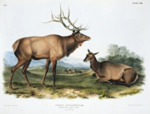 Cervus elaphus, red deer Cervus elaphus, red deer