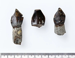 Cetiosauriscus stewarti fossil teeth Cetiosauriscus stewarti fossil teeth