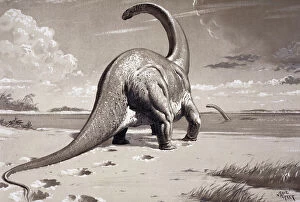 Dinosaurs Gallery: Cetiosaurus