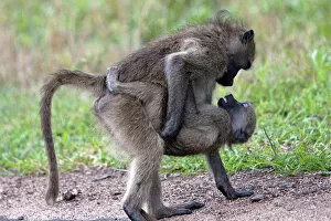 Images Dated 24th November 2011: Chacma / Cape Baboon - sexual behaviour between baboons
