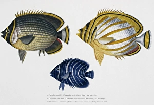 <b class=qtipBold><figcaption>Chaetodon sp. butterflyfish</figcaption></b><br>Plate 30 by Louis-Isidore Duperrey from his Voyage de la Coquille 1822-1825, Zoologie Atlas, 1826. Lower fish labelled Holocanthe. Date:<br><em>© Mary Evans / Natural History Museum</em> Chaetodon sp. butterflyfish