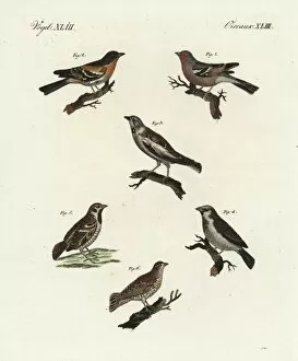 Chaffinch, brambling, white-winged snowfinch, and sparrows