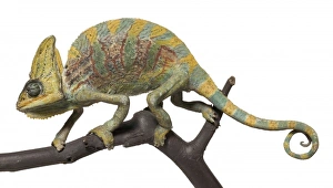 Chamaeleo calyptratus, veiled chameleon Chamaeleo calyptratus, veiled chameleon