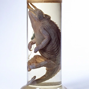 Chamaeleo jacksonii, Jacksons chameleon Chamaeleo jacksonii, Jacksons chameleon