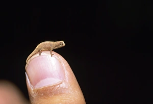 CHAMELEON - on human finger, to show scale CHAMELEON - on human finger, to show scale