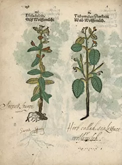 Euphorbia Gallery: Chameleon spurge, Euphorbia dulcis, and tree
