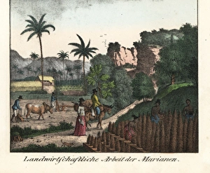 Chamorro farmers ploughing fields in the Mariana islands Chamorro farmers ploughing fields in the Mariana islands