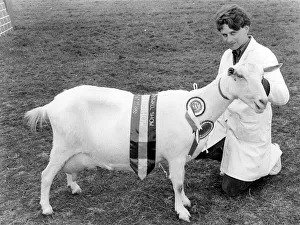 1986 Gallery: Champion goat at the Royal Cornwall Show