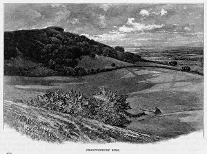 Beech Gallery: Chanctonbury Ring