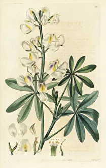 Changeable-coloured lupine, Lupinus mutabilis Changeable-coloured lupine, Lupinus mutabilis