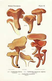 Chanterelle mushrooms Chanterelle mushrooms