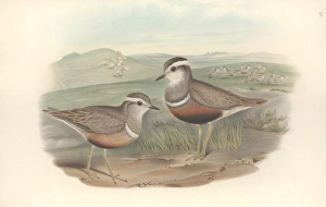 Charadrias morinellus, Eurasian dotterel Charadrias morinellus, Eurasian dotterel