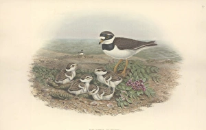 Charadrius hiaticula, common ringed plover Charadrius hiaticula, common ringed plover