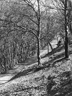 Cardiganshire Gallery: A charming path through the woods, known as Artists Valley, Cwm Einion, Furnace