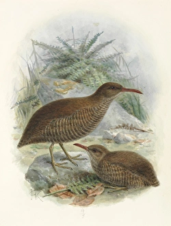 Chatham Island Rail or Matirakahu