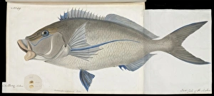 Cheilodactylus carponemus Cheilodactylus carponemus