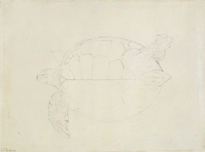 Chelonia mydas, green sea turtle Chelonia mydas, green sea turtle