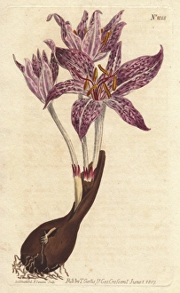 Chequer-flowered meadow saffron, Colchicum variegatum Chequer-flowered meadow saffron, Colchicum variegatum