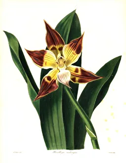 Chequered huntleya orchid, Huntleya meleagris Chequered huntleya orchid, Huntleya meleagris