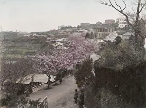 Cherry blossom of the bluff, Yokohama city, Japan Cherry blossom of the bluff, Yokohama city, Japan