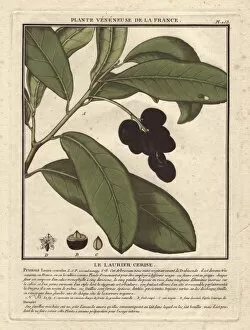 Cherry laurel tree, Prunus laurocerasus, with