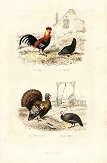 Wild Turkey Gallery: Chickens, wild turkey and guineafowl