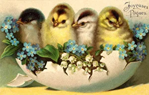 <b class=qtipBold><figcaption>Chicks and Flowers</figcaption></b><br>Four chicks perch on a flower-decked eggshell<br><em>© Mary Evans Picture Library</em> Chicks and Flowers