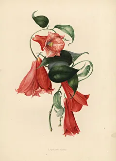 Chilean bellflower or copihue, Lapageria rosea Chilean bellflower or copihue, Lapageria rosea