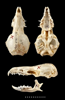 Chimarrogale varennei, dorsal, ventral Chimarrogale varennei, dorsal, ventral