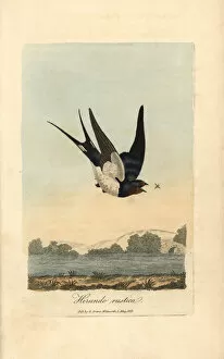 Chimney swallow, Barn swallow, Hirundo rustica