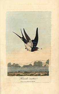 Chimney swallow, Barn swallow, Hirundo rustica Chimney swallow, Barn swallow, Hirundo rustica