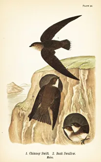 Flycatcher Gallery: Chimney swift and bank swallow