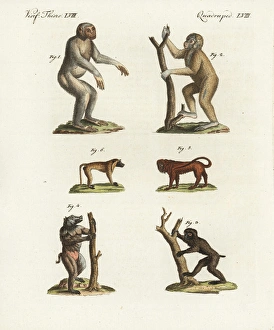 Chimpanzee, Bornean orang utan, and baboons Chimpanzee, Bornean orang utan, and baboons