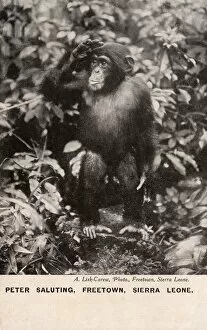 Chimpanzee, Freetown, Sierra Leone, West Africa