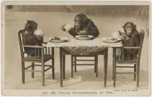 Chimps Tea Party / Photo