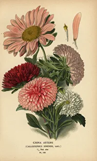 China aster varieties, Callistephus x sinensis China aster varieties, Callistephus x sinensis
