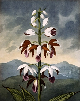<b class=qtipBold><figcaption>The China Limodoron</figcaption></b><br>The China Limodoron, engraved by Landseer after Henderson, in a book entitled The Temple of Flora by Dr Robert John Thornton (1768-1837). The book was published between 1799 and 1807. Date: 1802<br><em>© Mary Evans Picture Library</em> The China Limodoron