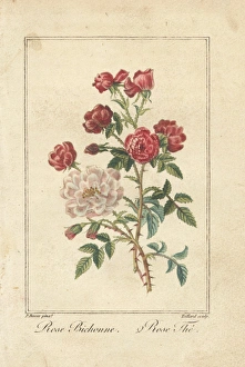 China rose, Rosa indica, and hybrid tea rose China rose, Rosa indica, and hybrid tea rose
