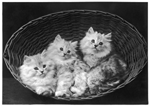 <b class=qtipBold><figcaption>Three Chinchilla Kittens</figcaption></b><br>These three adorable Chinchilla kittens sit together in an up- turned basket.<br><em>© Mary Evans Picture Library/THOMA</em> Three Chinchilla Kittens